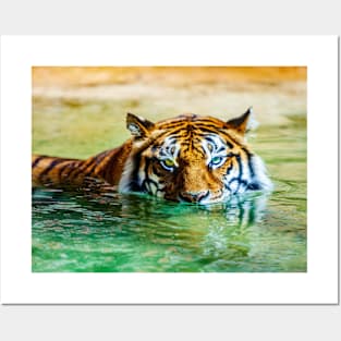 Bengal Bath time Posters and Art